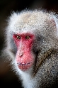 Rotgesichtmakaken