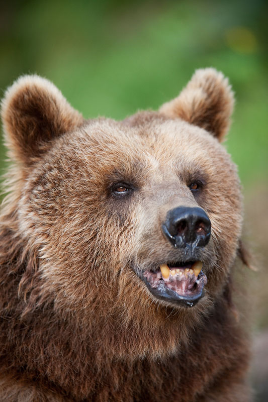 braunbaer090818-7.jpg