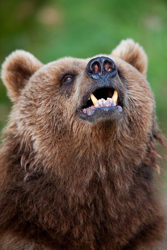 braunbaer090818-9.jpg