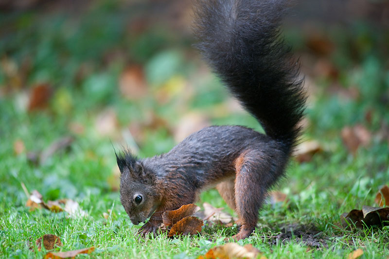 eichhoernchen111014-1.jpg