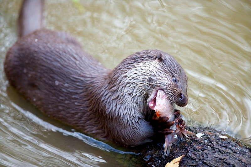 fischotter311009-9.jpg