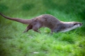 fischotter070511-3