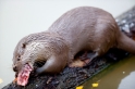 fischotter311009-8