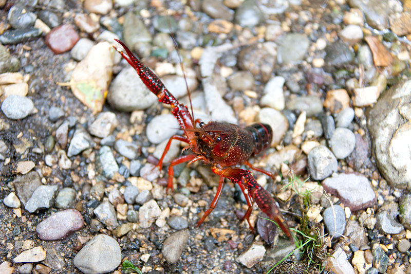 flusskrebs260715-2.jpg