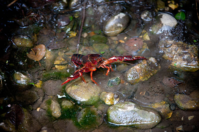 flusskrebs260715-4.jpg
