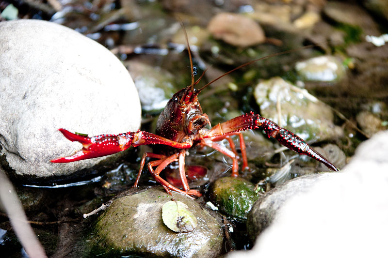 flusskrebs260715-5.jpg