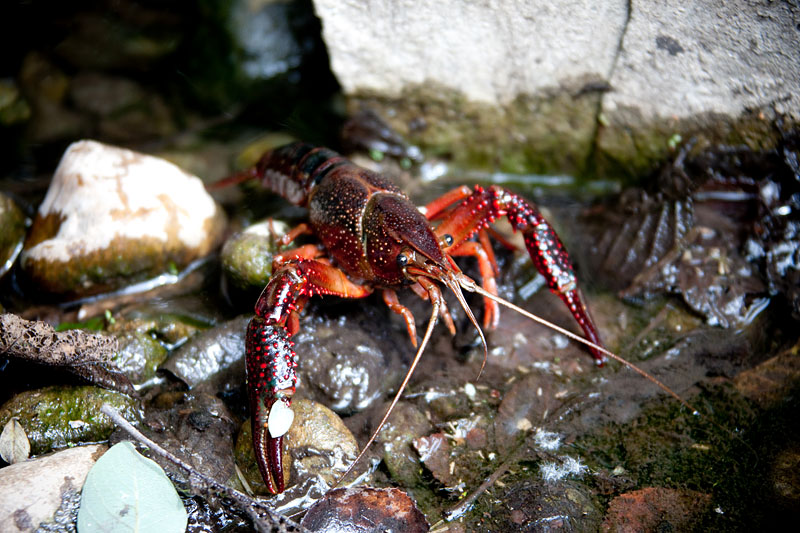 flusskrebs260715-6.jpg