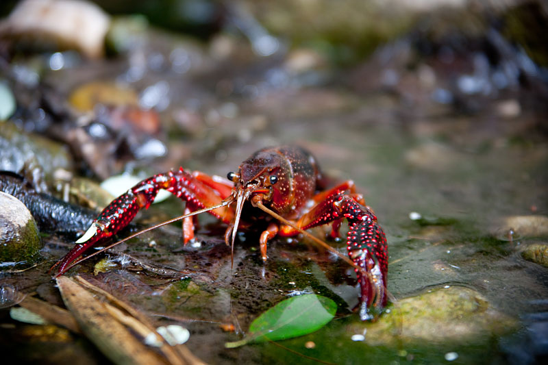 flusskrebs260715-7.jpg