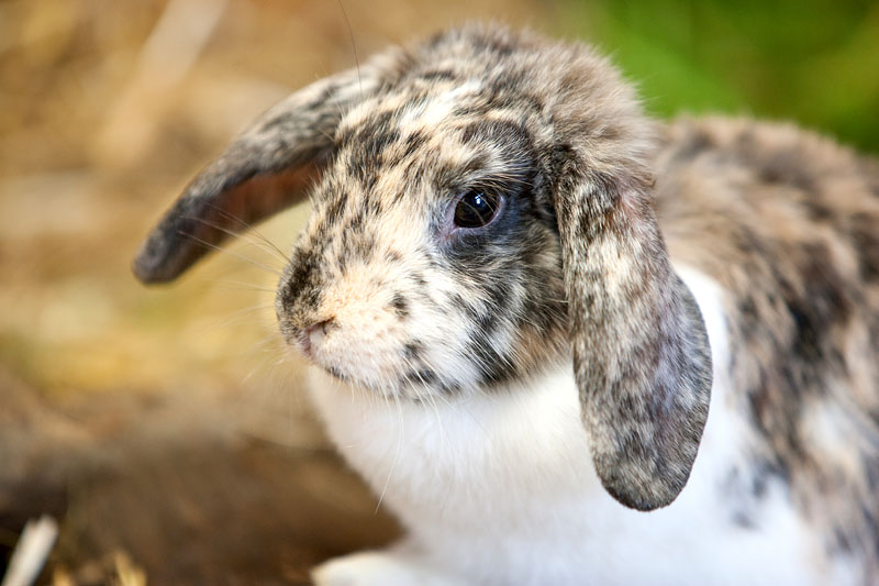 kaninchen310813-3.jpg