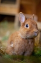 kaninchen310813-1