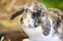 kaninchen310813-3