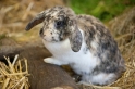 kaninchen310813-4