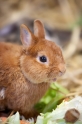 kaninchen310813-6
