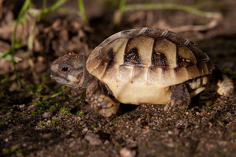 land-schildkroete140714-3.jpg