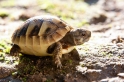 land-schildkroete140714-2