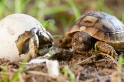 land-schildkroete140714-4