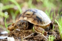 land-schildkroete140714-5
