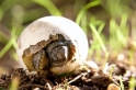land-schildkroete140714-6