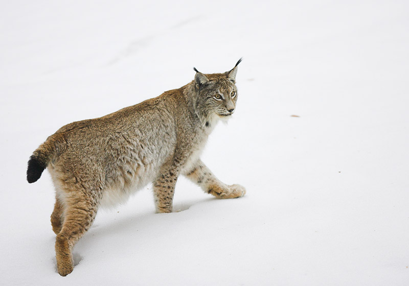 luchs010207-14.jpg