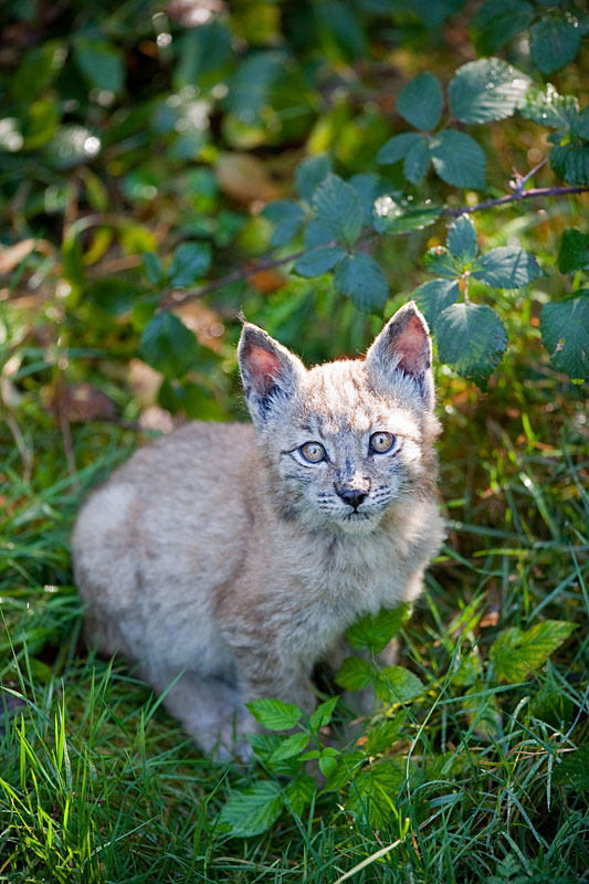 luchs031010-2.jpg