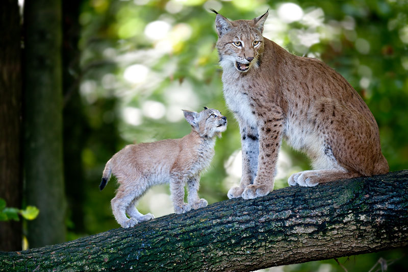 luchs031010-7.jpg
