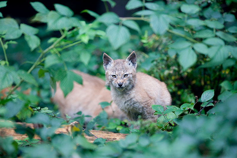 luchs031010-9.jpg