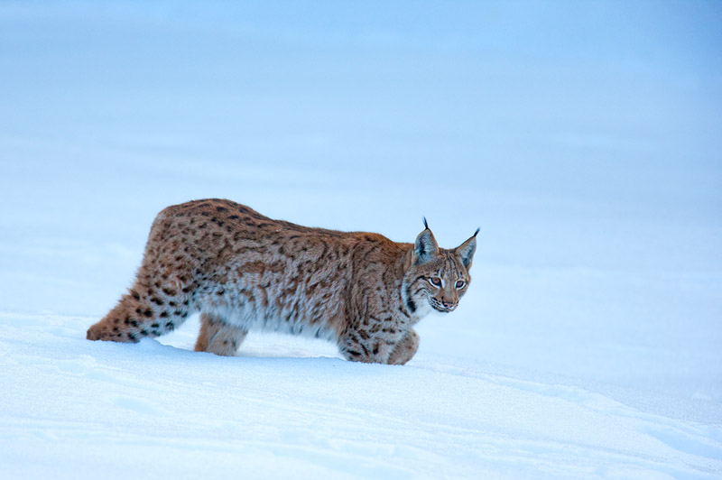 luchs090210-12.jpg
