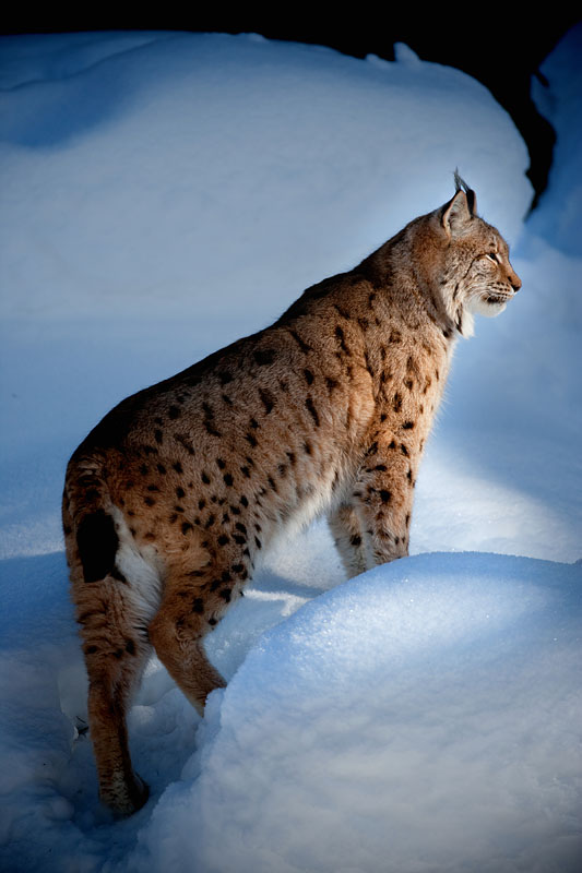 luchs090210-16.jpg