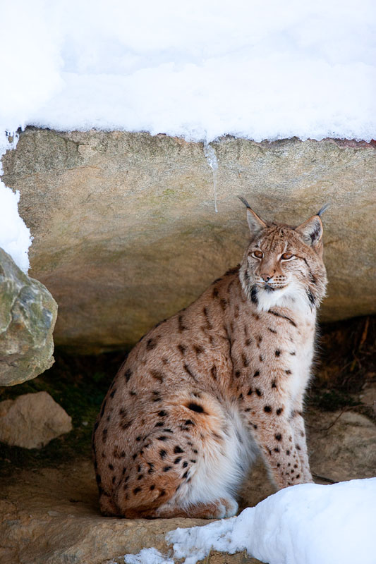 luchs090210-4.jpg