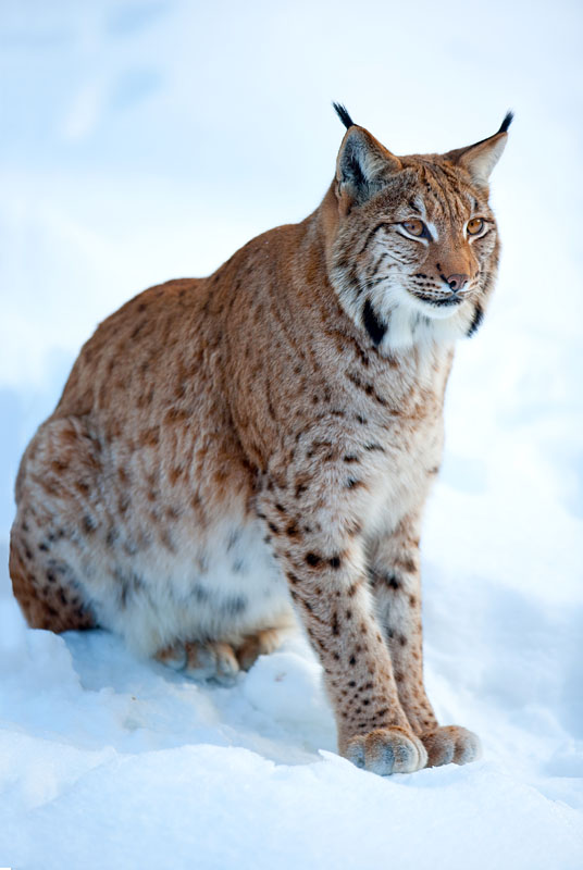 luchs090210-8.jpg