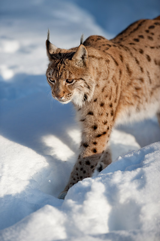 luchs090210-9.jpg