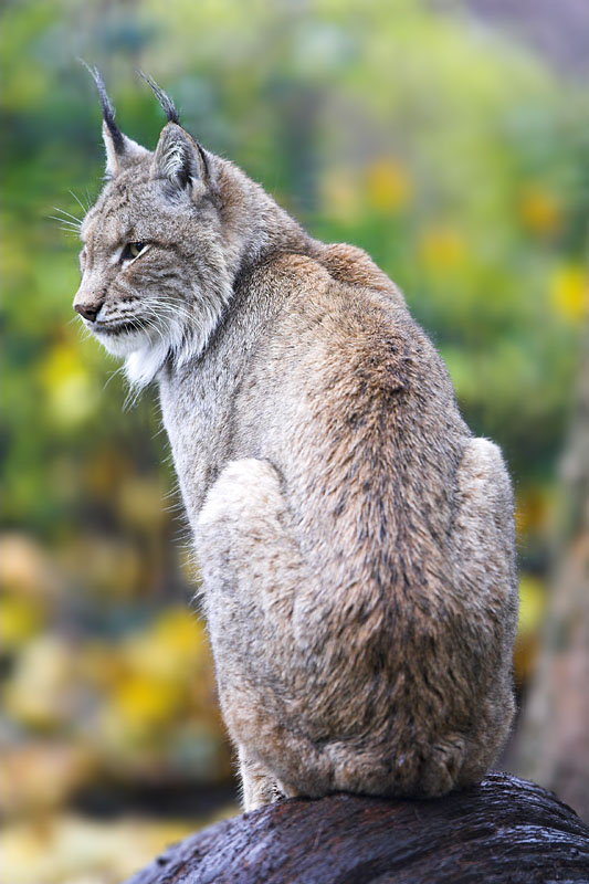 luchs101107-2.jpg