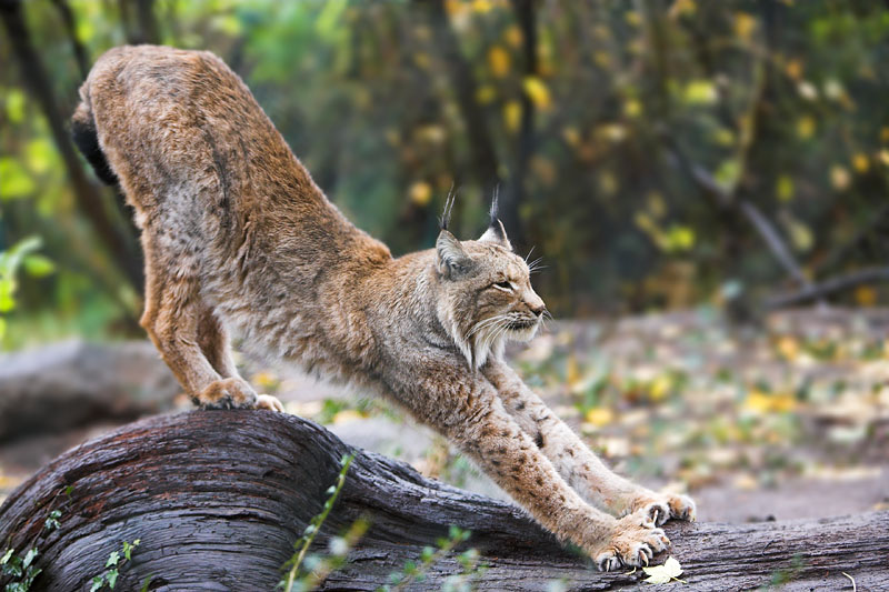 luchs101107-3.jpg