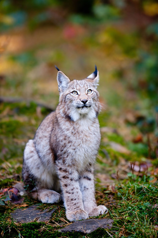 luchs151011-3.jpg