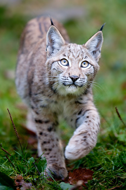 luchs151011-5.jpg