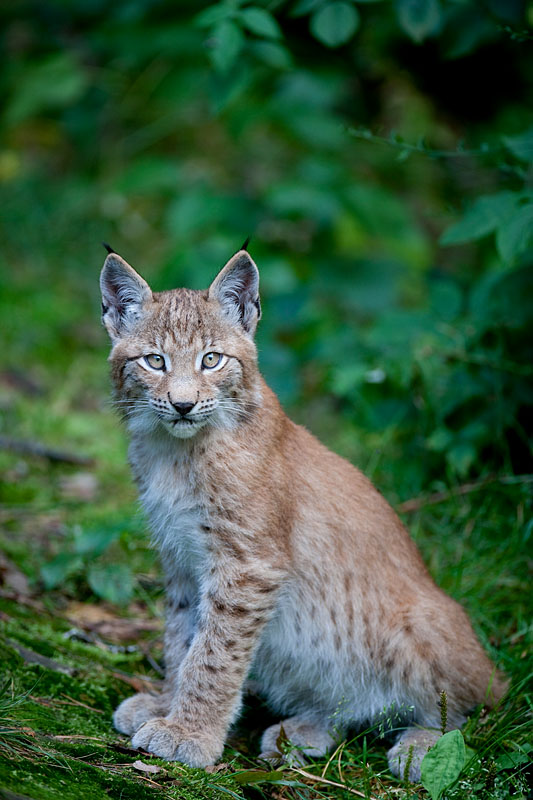 luchs200811-5.jpg