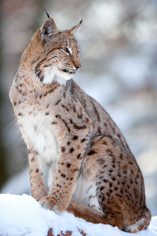 luchs201209-5.jpg