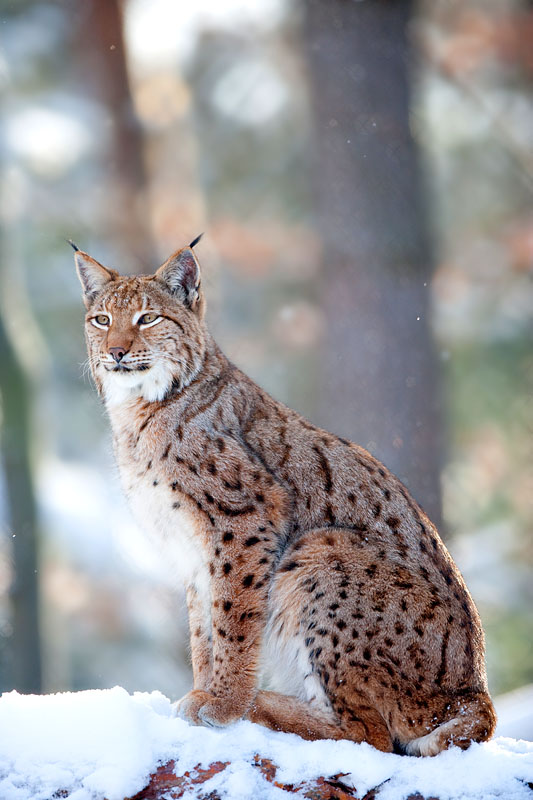 luchs201209-6.jpg