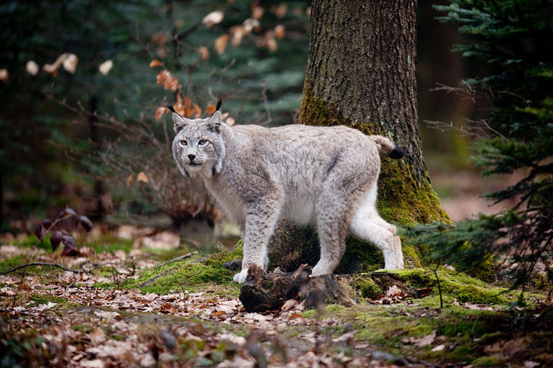 luchs210310-2.jpg