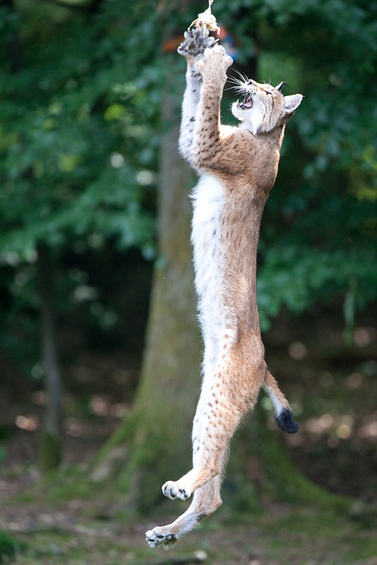 luchs260610-1.jpg