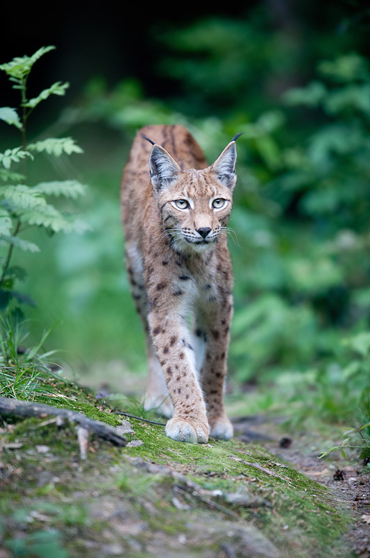 luchs260610-4.jpg