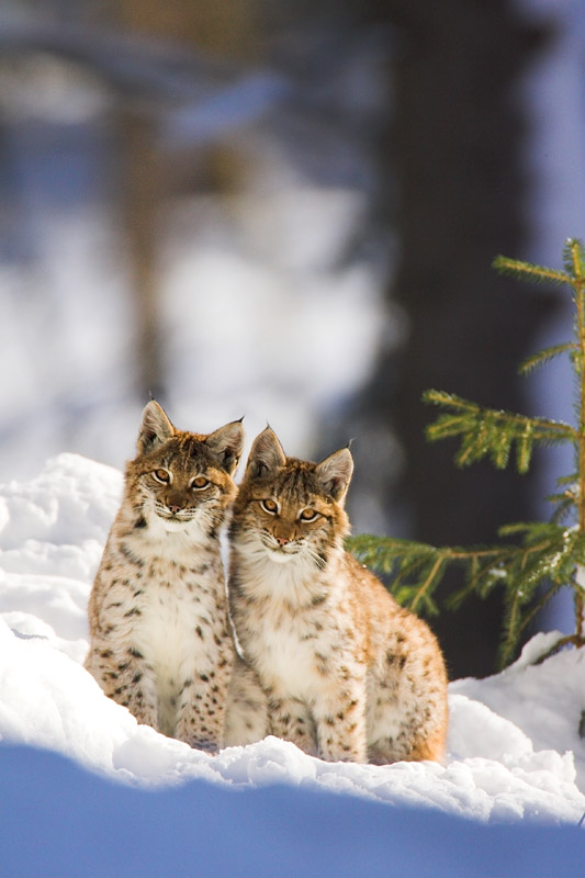 luchs291107-35.jpg