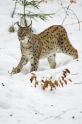 luchs010207-12