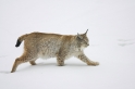 luchs010207-15