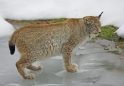 luchs010207-17