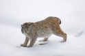 luchs010207-19