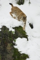 luchs010207-2