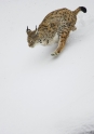 luchs010207-5
