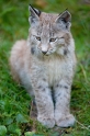 luchs031010-3