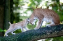luchs031010-5